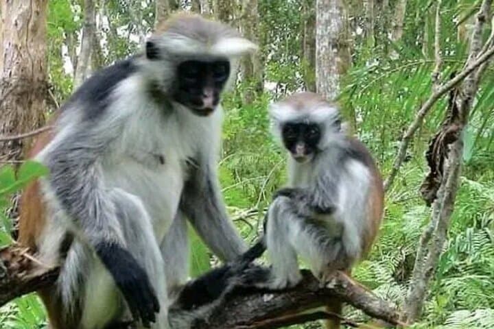 Jozani Forest Reserve Half-Day Guided Tour — See Zanzibar’s Red Colobus Up Close photo 4