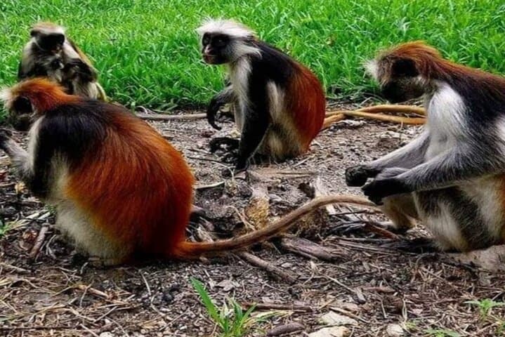 Jozani Forest Reserve Half-Day Guided Tour — See Zanzibar’s Red Colobus Up Close photo 5