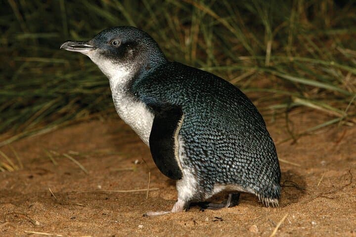 Phillip Island Penguin Parade Sunset Tour — Coastal Boardwalks & Little Penguins from Melbourne photo 2