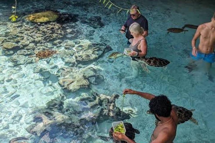 Zanzibar Day Trip: Prison Island, Jozani Forest & Swim with Sea Turtles photo 2