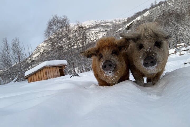 Alta Arctic Farm Visit: Genuine Home Visit with Llamas, Alpacas & Woolly Pigs photo 2