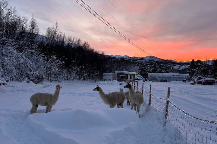 Alta Arctic Farm Visit: Genuine Home Visit with Llamas, Alpacas & Woolly Pigs