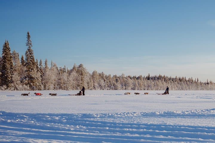 Husky Forest Escape: 10km Self-Drive Husky Safari Near Rovaniemi photo 3