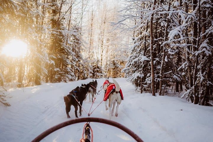 Husky Forest Escape: 10km Self-Drive Husky Safari Near Rovaniemi photo 1