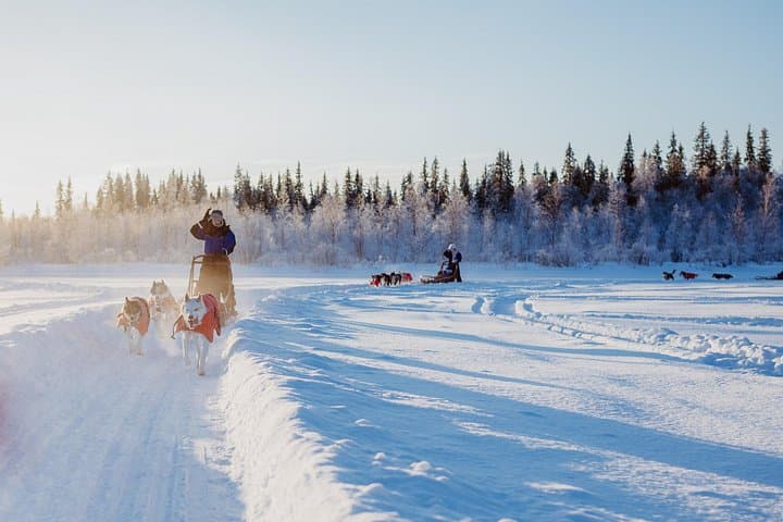 Drive a 5 km Husky Safari in Rovaniemi: Trail of Tails Mushing Experience photo 4