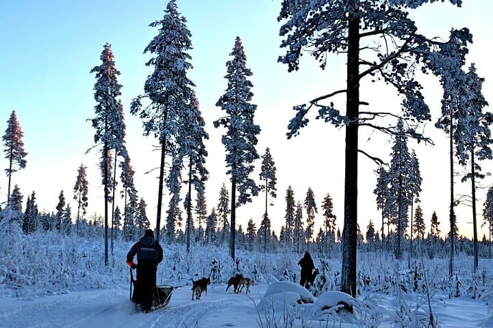 Drive Your Own Husky Team in Rovaniemi: 6–10 km Self-Drive Safari with BBQ photo 4