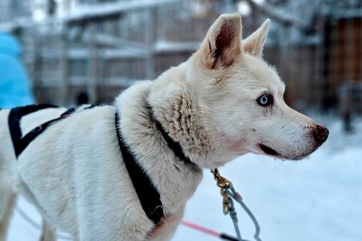 Drive Your Own Husky Team in Rovaniemi: 6–10 km Self-Drive Safari with BBQ photo 5