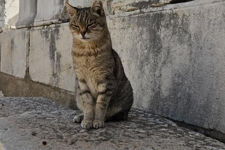 Istanbul to Ephesus: Full-Day Ruins and House of the Virgin Mary Tour photo 2