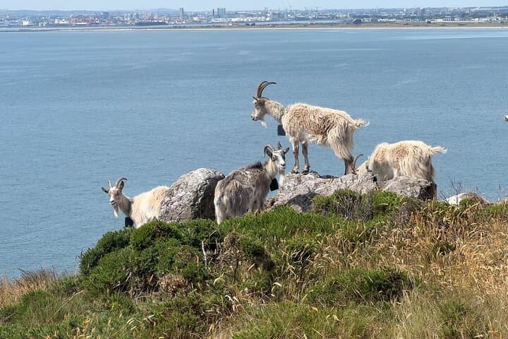 Howth Safari Hiking Tour: South-Facing Cliffs, Hidden Beaches & Baily Lighthouse photo 6