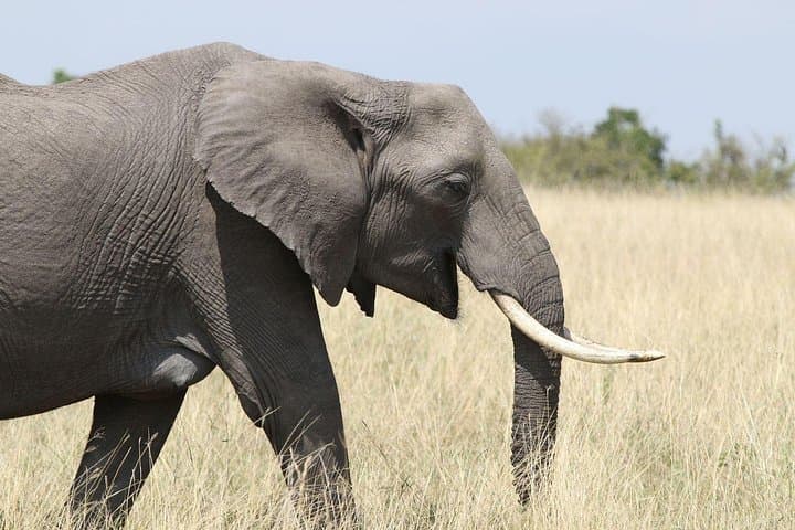 Private Zambezi National Park Safari: Game Drives Along the Zambezi River photo 2