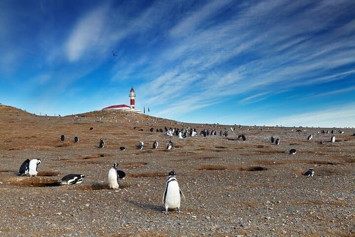 San Isidro Lighthouse & Southernmost Trek from Punta Arenas photo 5