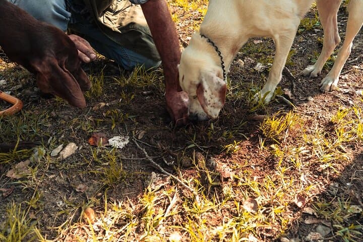 Truffle Hunt at Tenuta Ronzano: Search for the Alba White Truffle photo 4