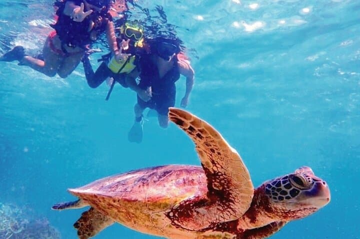 Oahu Circle Island Tour — Snorkel, Dole Plantation & North Shore Food Stops photo 3
