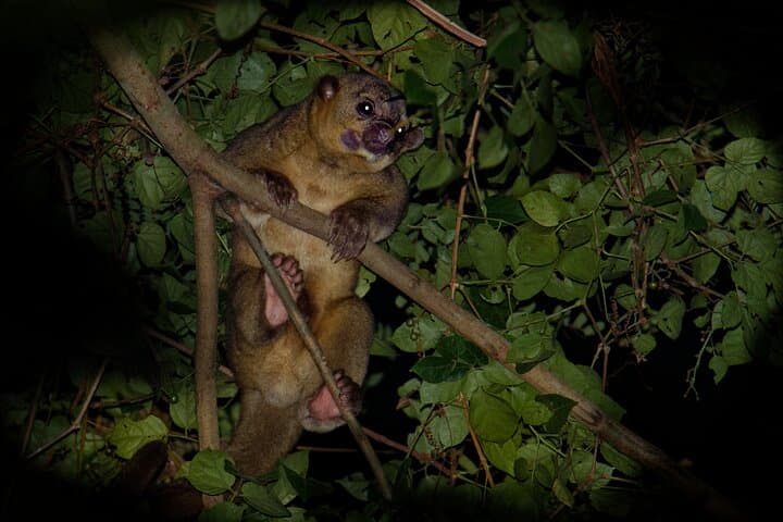 Jungle Night Walk Near Quepos: Guided Rainforest Night Hike in Costa Rica photo 1