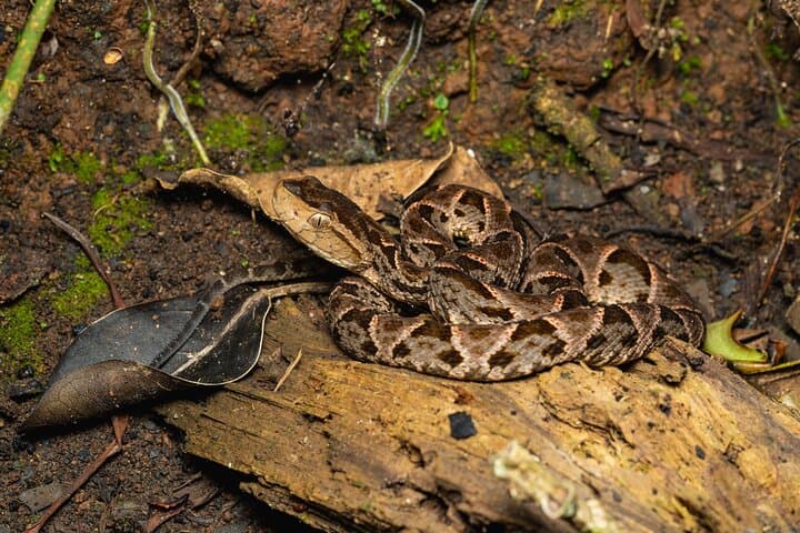 Jungle Night Walk Near Quepos: Guided Rainforest Night Hike in Costa Rica photo 2