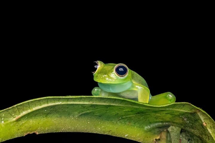 Jungle Night Walk Near Quepos: Guided Rainforest Night Hike in Costa Rica photo 3