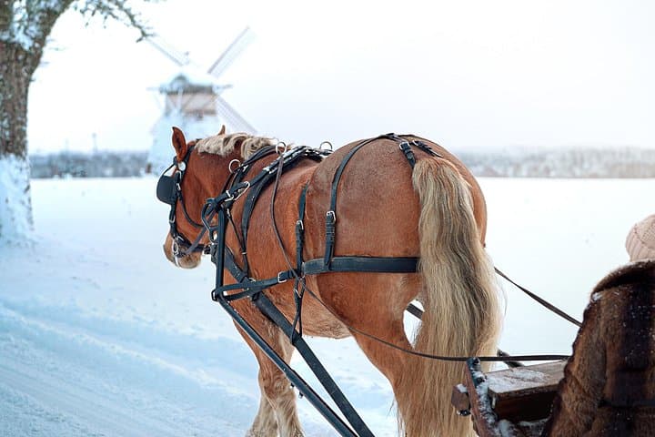 Metsapiiga Talu Private Horse-Drawn Sleigh Adventures — Winter Sleigh Ride Near Tartu photo 2
