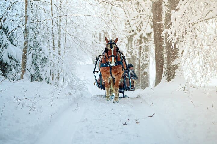Metsapiiga Talu Private Horse-Drawn Sleigh Adventures — Winter Sleigh Ride Near Tartu photo 3