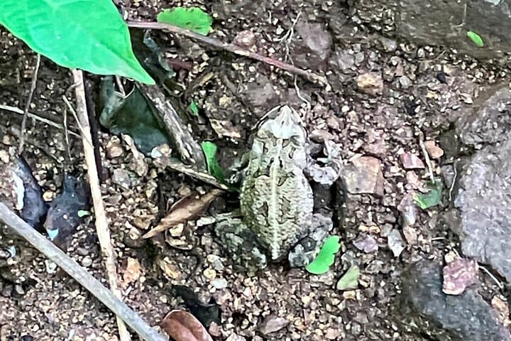 Ecocultural Jungle Hike and Secret Beach in Sayulita photo 5