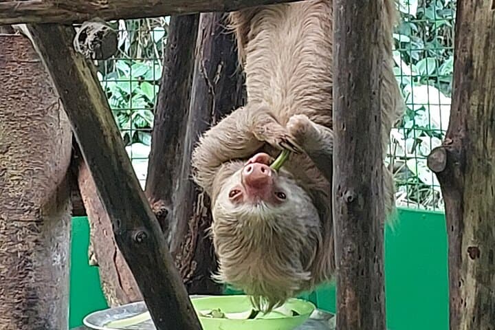 Rain Forest Adventure Full-Day Tour from San José — Braulio Carrillo & Sarapiquí photo 6
