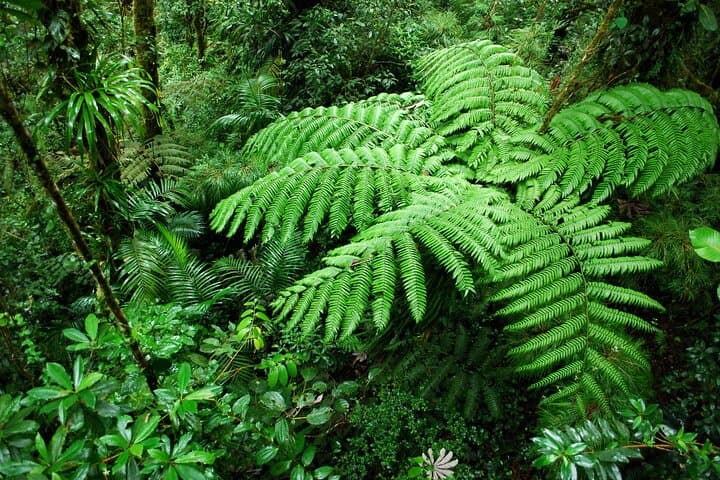 Rain Forest Adventure Full-Day Tour from San José — Braulio Carrillo & Sarapiquí photo 2