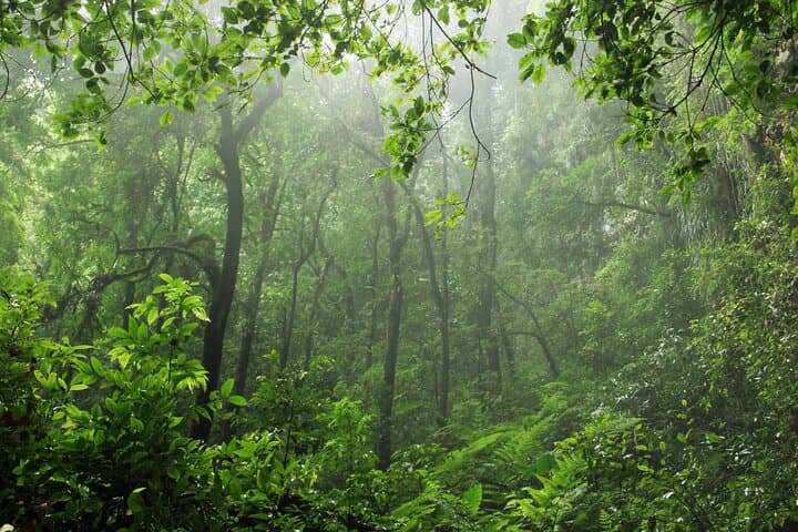 Rain Forest Adventure Full-Day Tour from San José — Braulio Carrillo & Sarapiquí photo 5
