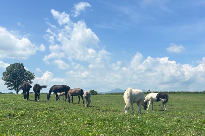Harmony with Horses: Gentle Dosanko Interaction and Arena Ride in Nakashibetsu photo 2