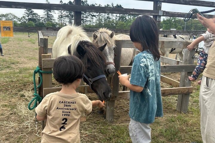 Harmony with Horses: Gentle Dosanko Interaction and Arena Ride in Nakashibetsu photo 3