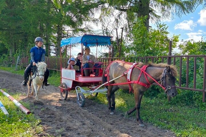 Harmony with Horses: Gentle Dosanko Interaction and Arena Ride in Nakashibetsu photo 5