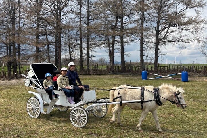 Harmony with Horses: Gentle Dosanko Interaction and Arena Ride in Nakashibetsu photo 6