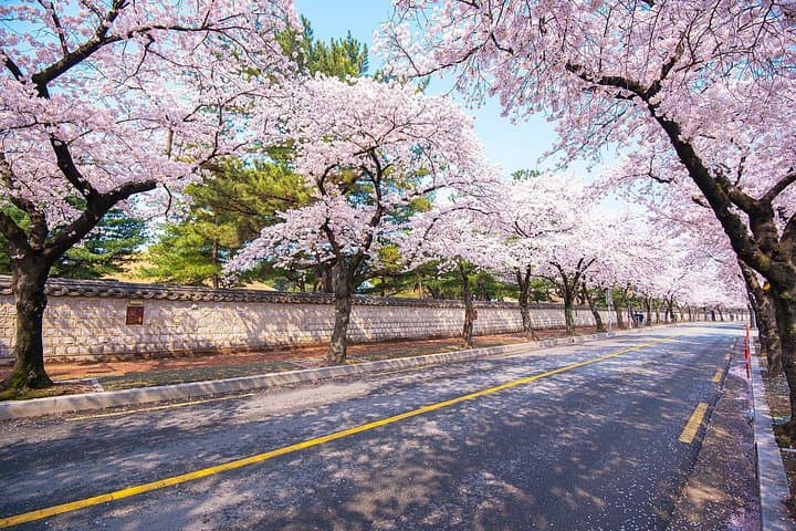 Gyeongju Cherry Blossom Day Tour from Busan — Best Spring Spots, History & Tips photo 5