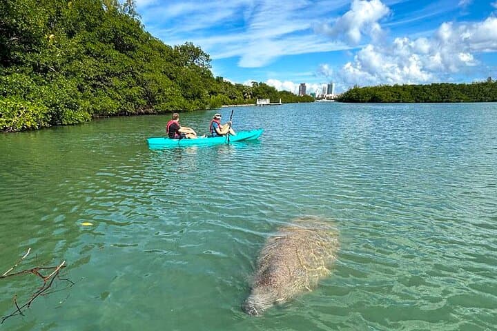 Manatee Season Paddle Tour at Virginia Key — Guided Kayak & SUP in Biscayne Bay photo 3