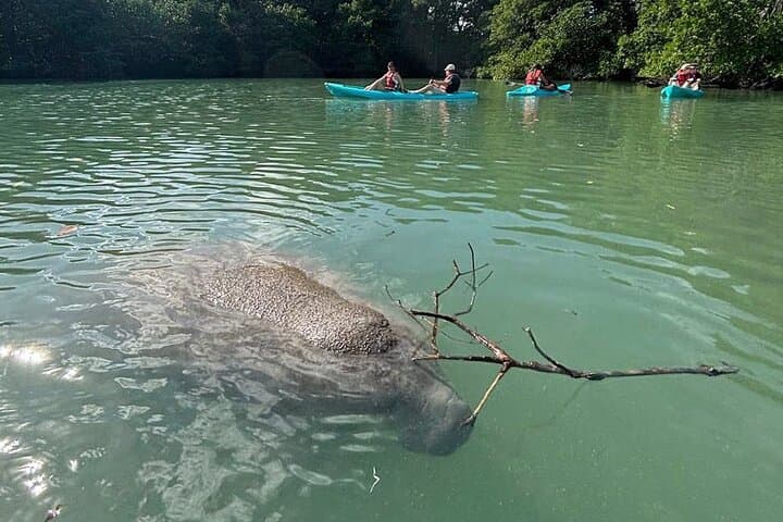 Manatee Season Paddle Tour at Virginia Key — Guided Kayak & SUP in Biscayne Bay
