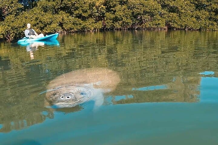 Manatee Season Paddle Tour at Virginia Key — Guided Kayak & SUP in Biscayne Bay photo 2