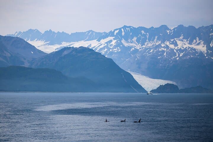 Seward Wildlife Explorer: 60-Minute Helicopter Flightseeing Over Kenai Fjords photo 2