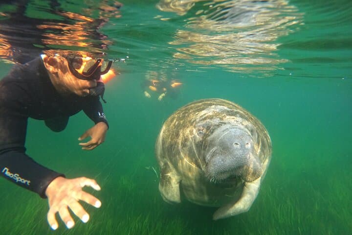 Crystal River Manatee Snorkel: Small-Group, In-Water Photos Included