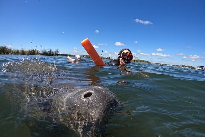 Crystal River Manatee Snorkel: Small-Group, In-Water Photos Included photo 2