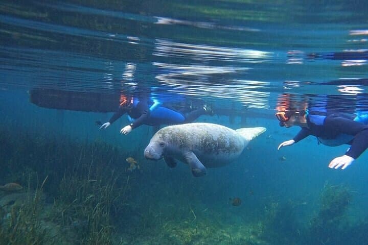Crystal River Manatee Snorkel: Small-Group, In-Water Photos Included photo 3