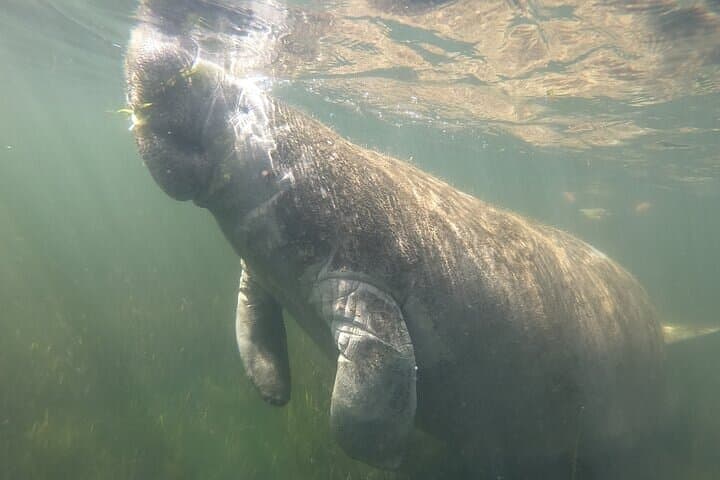 Crystal River Manatee Snorkel: Small-Group, In-Water Photos Included photo 5