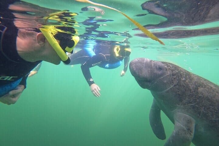 Crystal River Manatee Snorkel: Small-Group, In-Water Photos Included photo 6