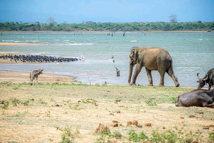 Udawalawe Safari Day Trip from Galle — Elephants & Elephant Transit Home photo 4