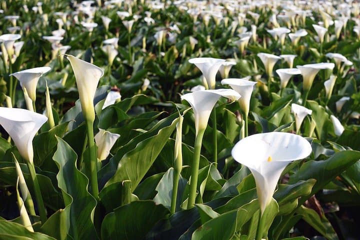 Yangmingshan & Beitou Full-Day Hot Spring and Flower Tour from Taipei photo 6