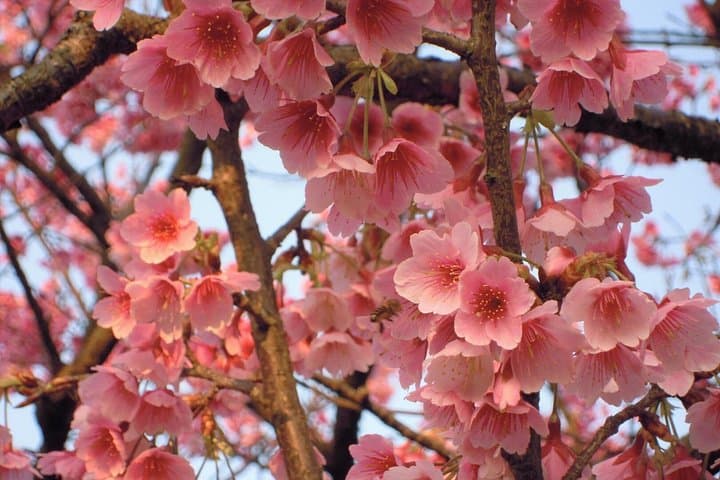 Yangmingshan & Beitou Full-Day Hot Spring and Flower Tour from Taipei photo 5