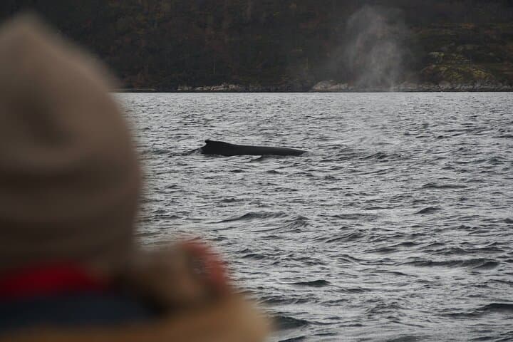 Arctic Whale-Watching Camp: 3 Nights on Seiland in Altafjord photo 4