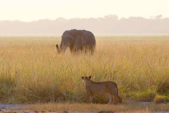 3-Day Amboseli Wildlife Safari: Kilimanjaro Views & Elephant Herds photo 2