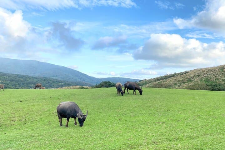 Yangmingshan & Beitou Full-Day Hot Spring and Flower Tour from Taipei