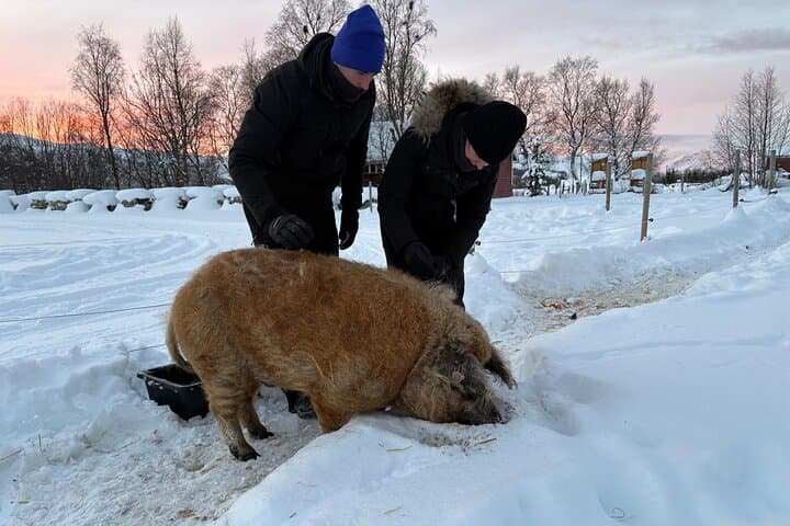 Alta Arctic Farm Visit: Genuine Home Visit with Llamas, Alpacas & Woolly Pigs photo 5