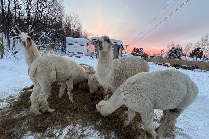 Alta Arctic Farm Visit: Genuine Home Visit with Llamas, Alpacas & Woolly Pigs photo 3
