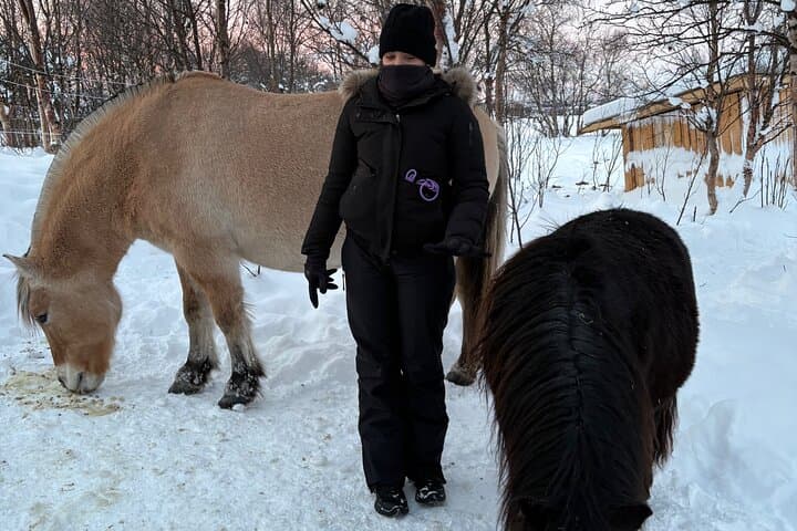 Alta Arctic Farm Visit: Genuine Home Visit with Llamas, Alpacas & Woolly Pigs photo 6