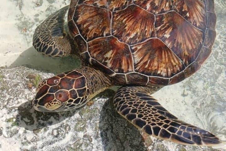 Full-Day Zanzibar: Dolphins, Turtle Salaam Cave & Jozani Forest Wildlife Tour photo 2